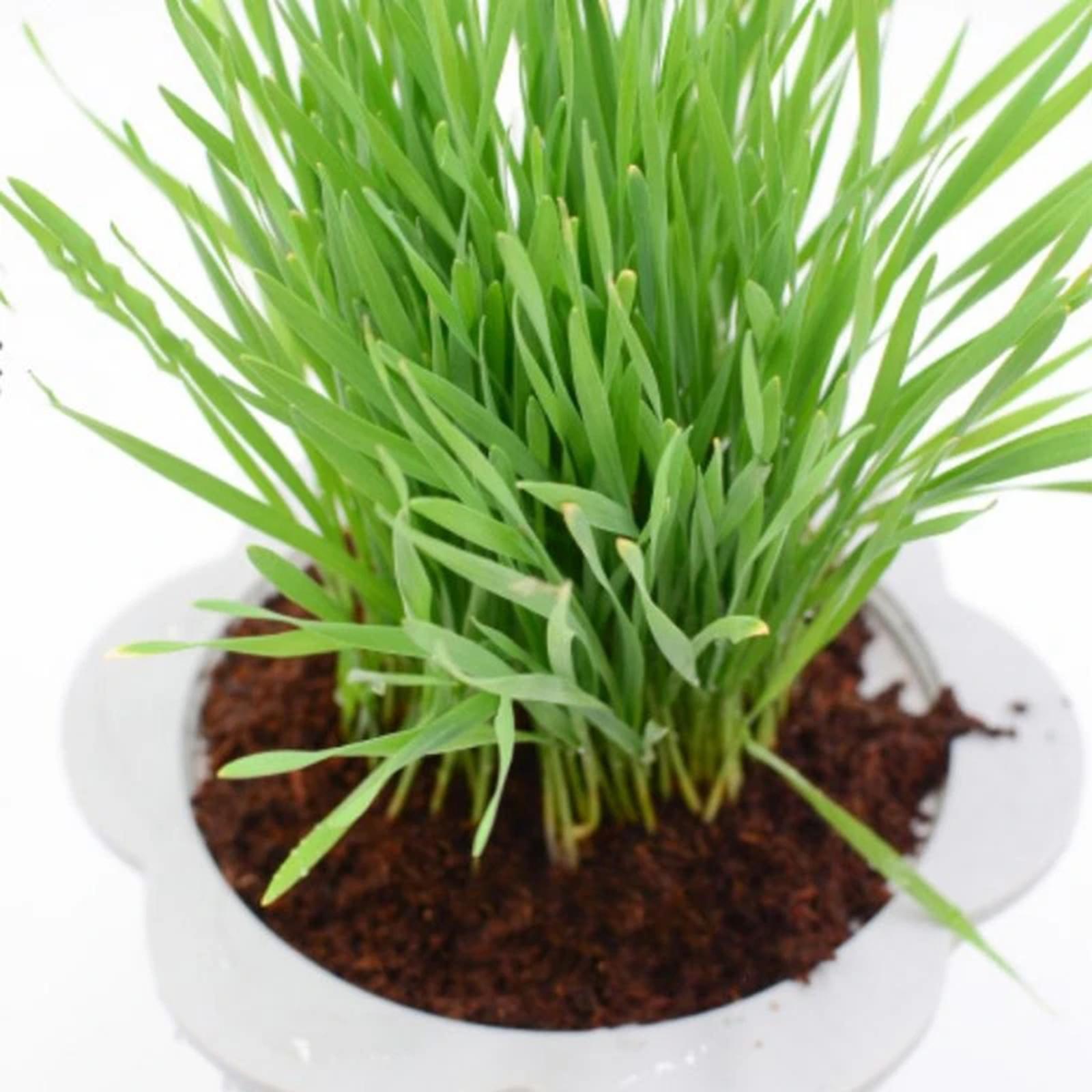 Substrate Coconut Fiber - Kokosfaser Kokosnuss-Ziegel Komprimierter Erdblock Wachstumssubstrat für