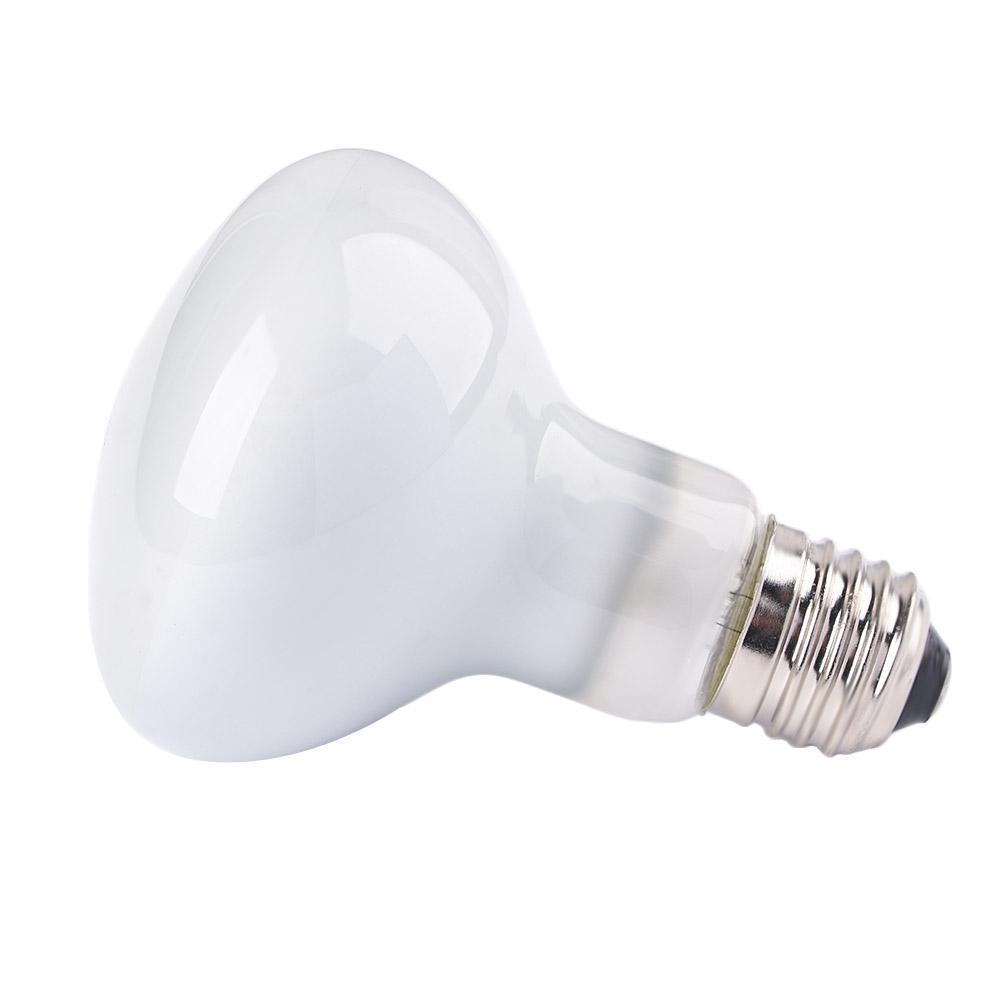 Eidechsen-Temperaturregler Wär – Basking Bulb Halogen Bewertung und Preis