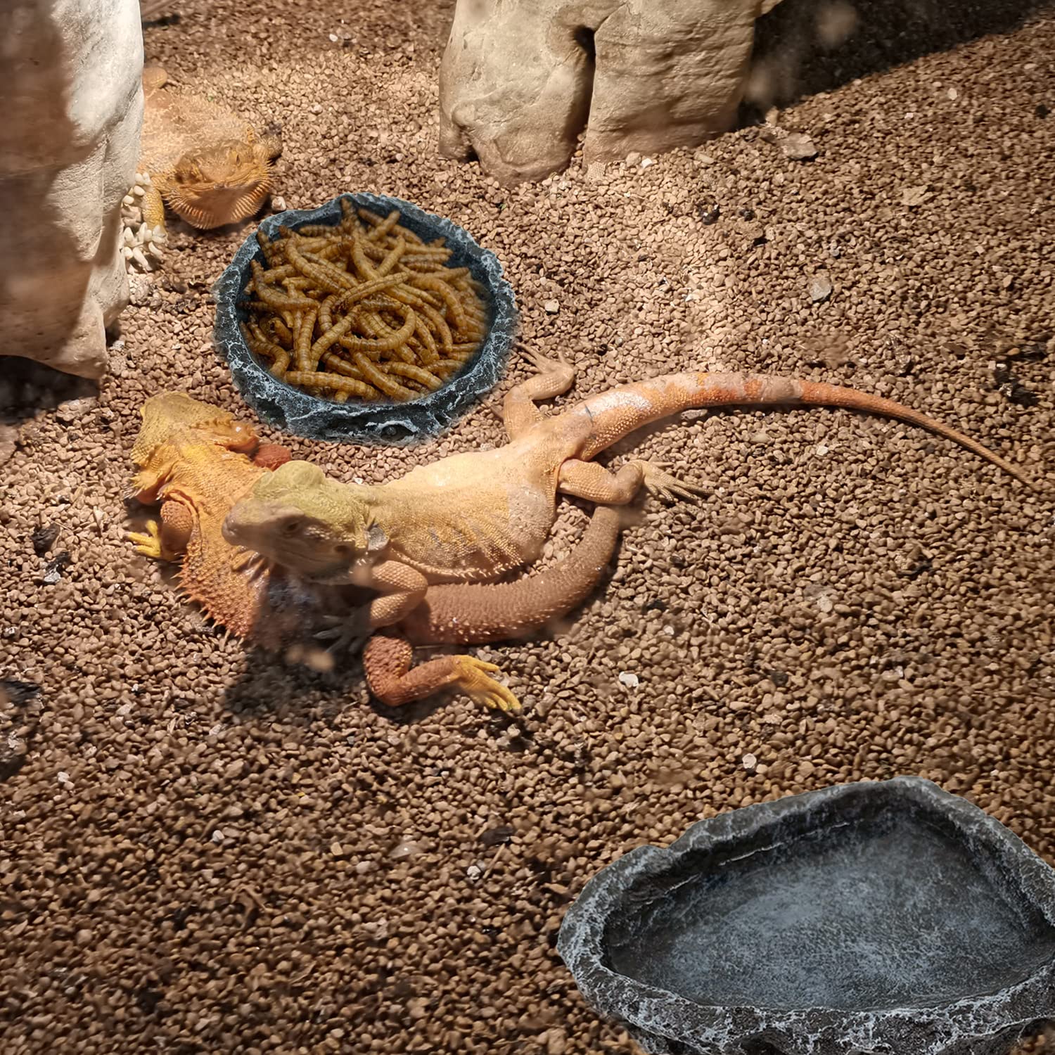 1/2er-Pack Reptilien-Futtersch – Water Dish Reptile Bewertung und Preis