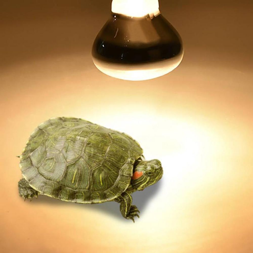 Schildkröte Temperaturregler W – Basking Bulb Halogen Bewertung und Preis