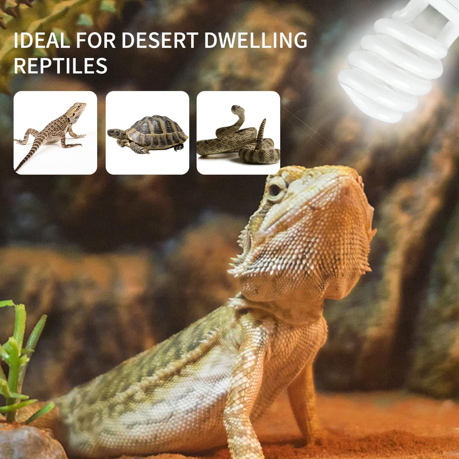 UVB 5.0 10,0 Reptilien-Heizlam – Calcium Powder Reptile Bewertung und Preis