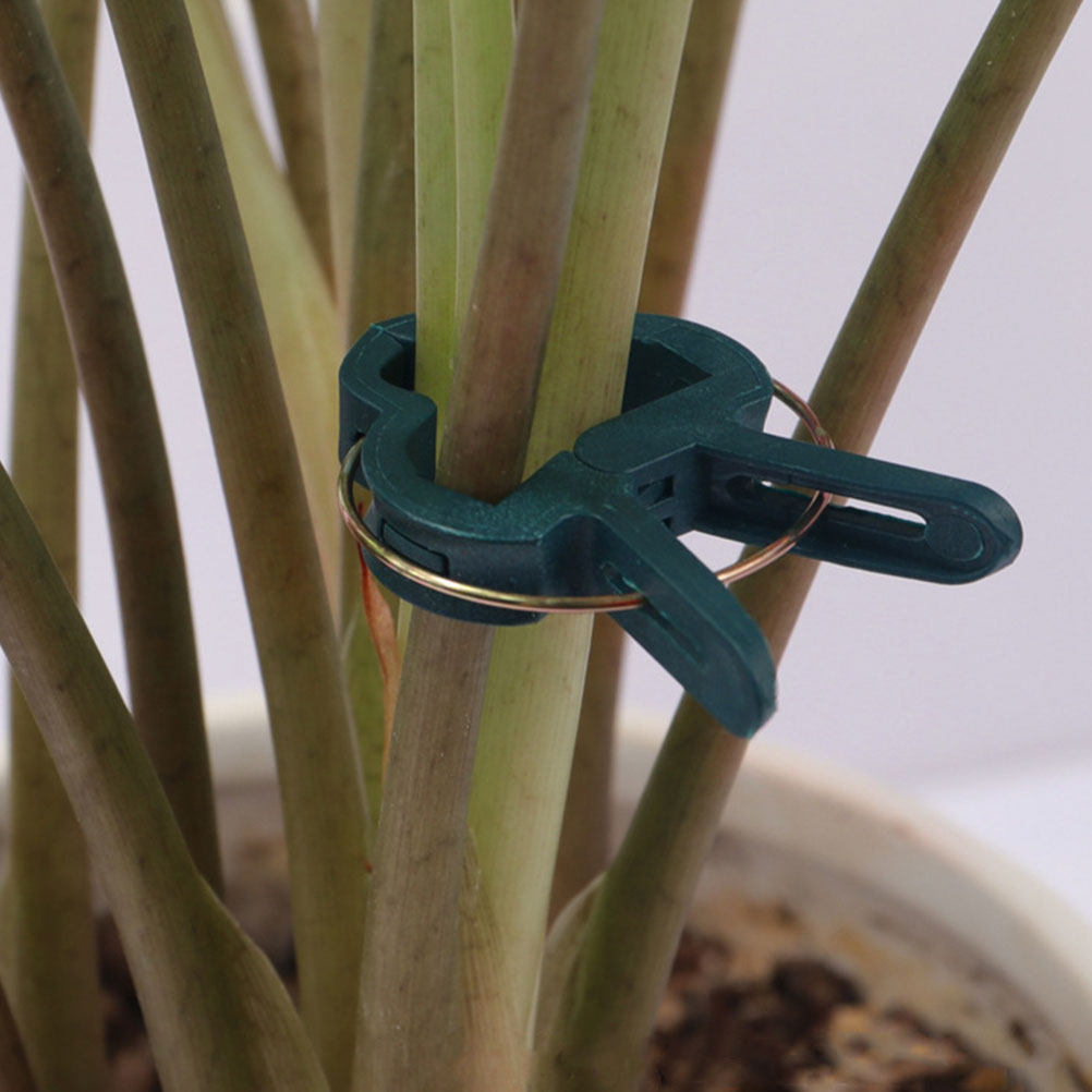 50 Stück Gartenclips für Klett – Vine Climbing Plastic Bewertung und Preis