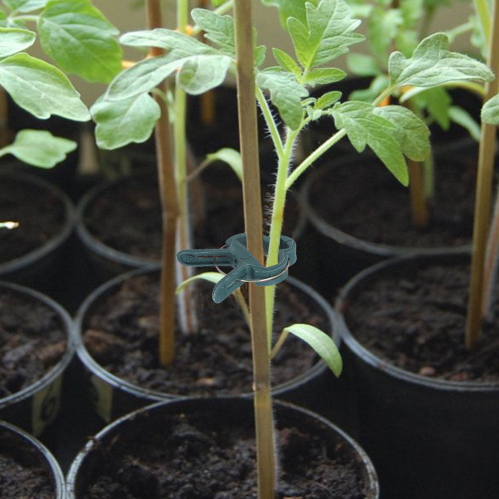 50 Stück Gartenclips für Klett – Vine Climbing Plastic Bewertung und Preis