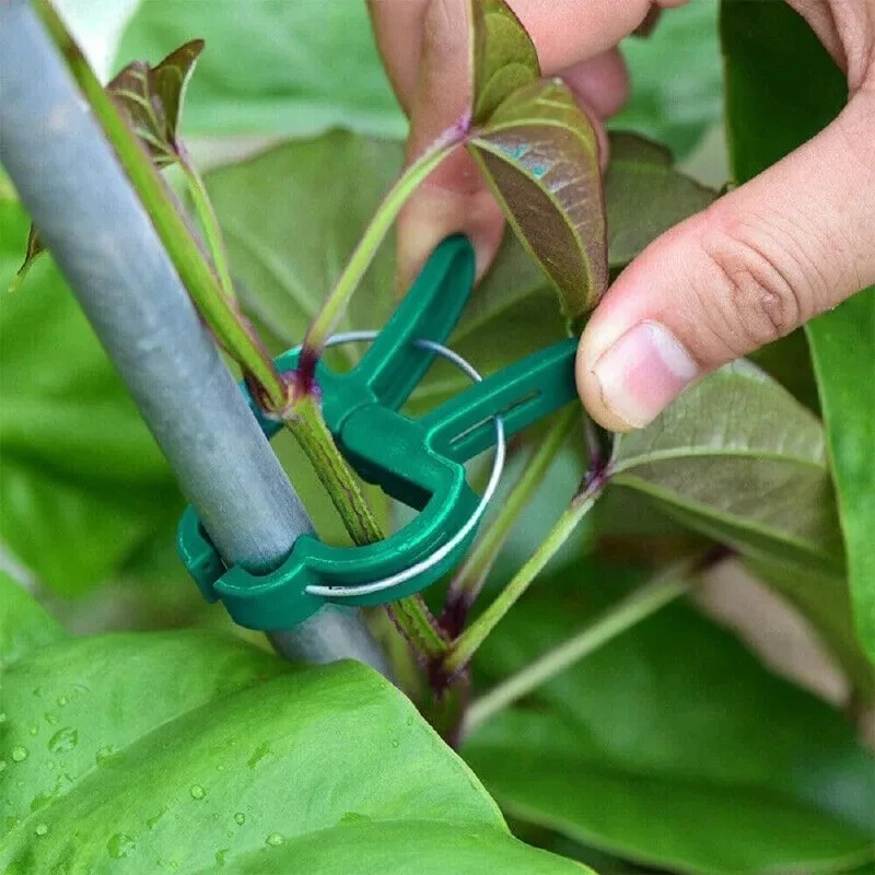 50 wiederverwendbare Pflanzenb – Vine Climbing Plastic Bewertung und Preis